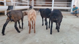 NAMANGANDA ZOTI TOZA XSORI QO'YLAR KELDI 🐑✨ — Namangan