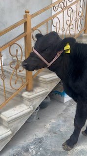 Sotladi Angus — andijon sh. Bo’stonda