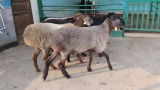 NAMANGANDA ZOTI TOZA ARASHAN XISOR QOZILAR KELDI 🐑✨ — Namangan