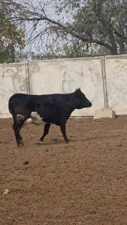 4OYLIK BOGOZ MARGILONDA 12SUTKA — O'zbekiston