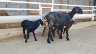 ZOTI TOZA XSORI ONA BOLA QO'YLAR KELDI 🐑✨2.TA ONA BOLA — Namangan