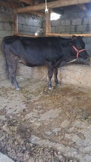 Semiz sigir qilgani xam soʻygani xam boluradi Hunajin sotiladi — Andijon, Baliqchi