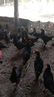 Shu qora tovuqlar sotiladi — Farg'ona