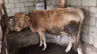 Сотилади — O'zbekiston