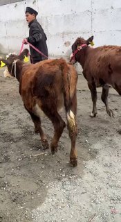 Chorva mollari — O'zbekiston