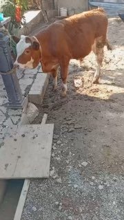 Semental toza Qonli Buqacha — O'zbekiston