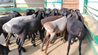 NAMANGANDA ZOTI TOZA ARASHANLAR SOVLIQLAR KELDI 🐑✨ — Namangan