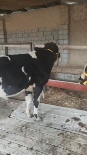 buqachalar sotladi jupga 29800 mlyon xayri bor Toshkenta — Toshkent