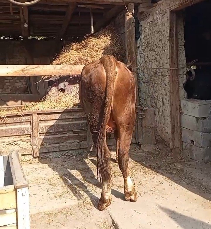 Boyi 138 cm rassiyski smental — Quva tumani