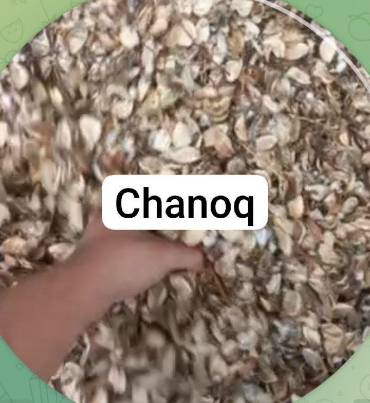 CHANOQ VA CHIGIT SOTILADI! — O'zbekiston