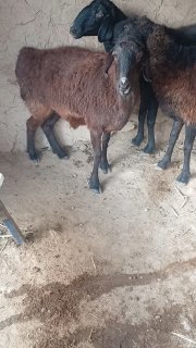 3ta eti yaxshi katta katta boʻgʻoz qoʻylar sotiladi — Jizzax