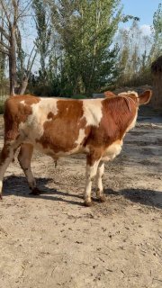 Sotiladi 6 oylik buyi 120 sm — O'zbekiston