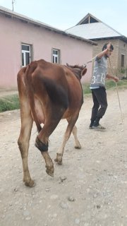 Ona bola sigir sotiladi — O'zbekiston