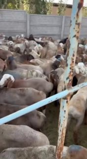 QO‘YLAR SOTILADI! 🐏 — Toshkent