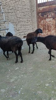 Богоз Койлар сотилди сон 3 дона соглом Икки таси ката 4… — Asaka