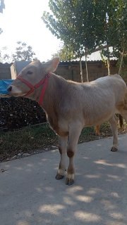 Shvest Buqachani zo'rini soraganlarga sotiladi — Andijonda