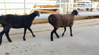 ZOTI TOZA XSORI QO'YLAR KELDI 🐑✨ — Namangan