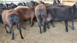 NAMANGANDA ZOTI TOZA ARASHAN XISOR KELDI 🐑✨ — Namangan