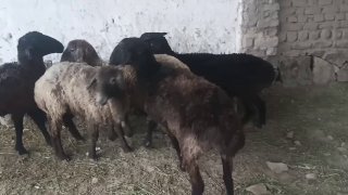 Ёш куйлар сотилади — Navoiy