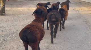 Tuxlilar sotiladi soni 7 ta 3700 DAN kami bor — O'zbekiston