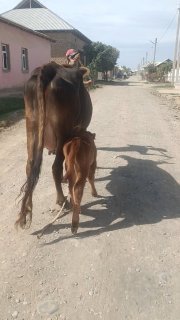 Shevit Ona bola sigir sotiladi — O'zbekiston
