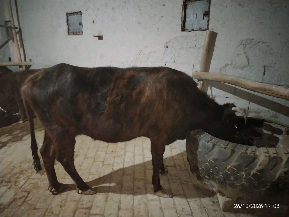 Sigir — Buxoro viloyati, Shofirkon tumani