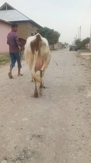 Ona bola sigir sotiladi — O'zbekiston