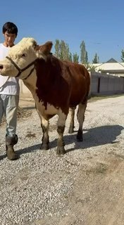 Zotga qoni tozzasidan narxi 60 milyon som ☎️ — O'zbekiston