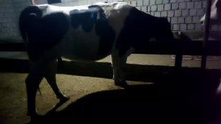Чёрный пиестра сотилади бугозлига гумонимиз бор йеб ичиши… — O'zbekiston