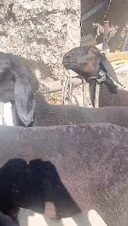 ASSALOMU ALEYKUM Gurupadoshlar — NAMANGAN TUMANI TEPAQORGON QISHLOGI