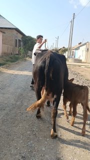 Ona bola sigir sotiladi — O'zbekiston