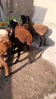 ASSALOMU ALEYKUM GURUPADOSHLAR KASHTAN QOʻZI QOCHQOR… — NAMANGAN TUMANI