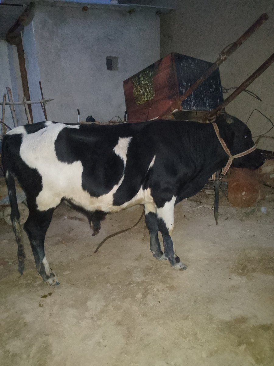 buqa sotiladi — Sirdaryo