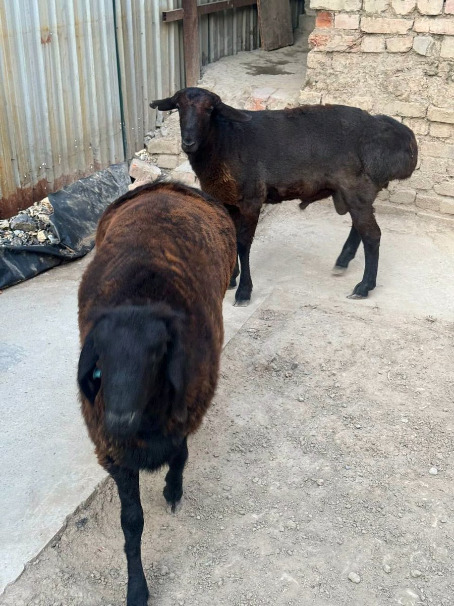 Qo'y — Toshkent shahri, Mirobod tumani