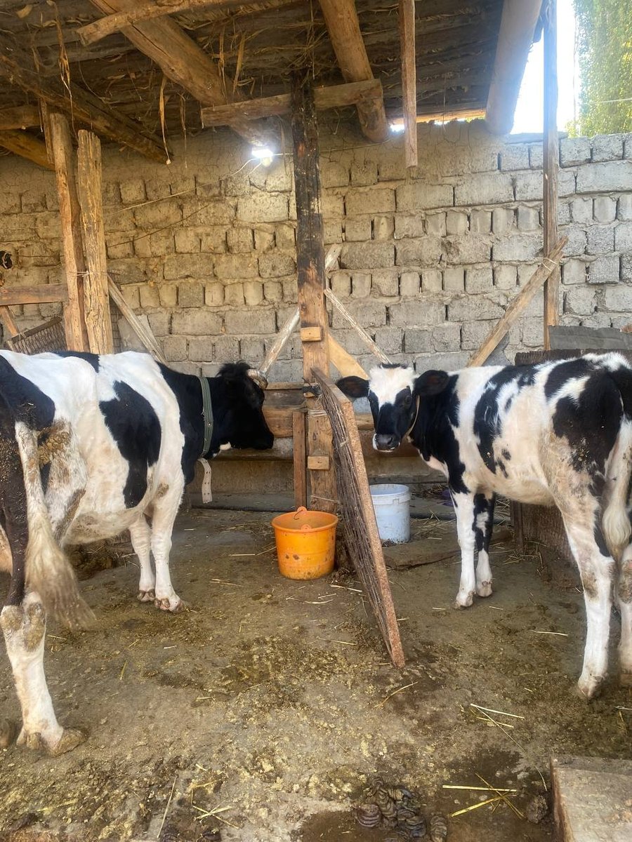 Shu ona bola sigirimiz sotiladi — O'zbekiston