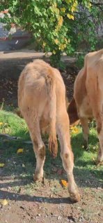 Assalomu alaykum akalar Manashi 3ta buzak sotiladi — Namangan