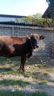 MOLDI ZORINI SORAGANLARGA SOTILADI — ANDIJONDA