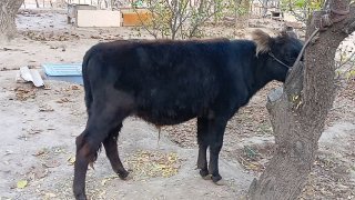 2 Ta navvoscha sotiladi — Jizzax