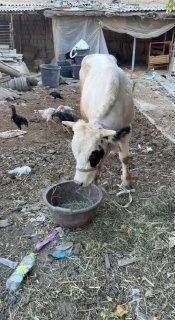 Buqa sotaldi toshkenda yep ichshlar yaxsh 25000.000 kam bor — Toshkent