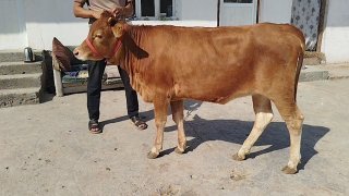 Xunajin sotiladi — O'zbekiston