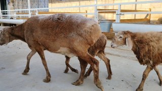 ZOTI TOZA ARASHAN EGIZCHI 🐑✨1.TA ONA BOLA — Namangan