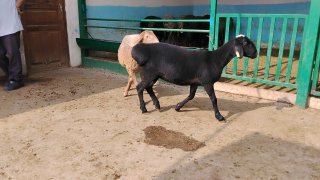 NAMANGANDA ZOTI TOZA ARASHAN XISOR QOZILAR KELDI 🐑✨ — Namangan