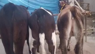 13 200 DAN 3 dona hunajinlarimizdi kochatlari sotiladi — Namangan
