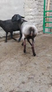 NAMANGANDA ZOTI TOZA XISOR KELDI 🐑✨ — Namangan