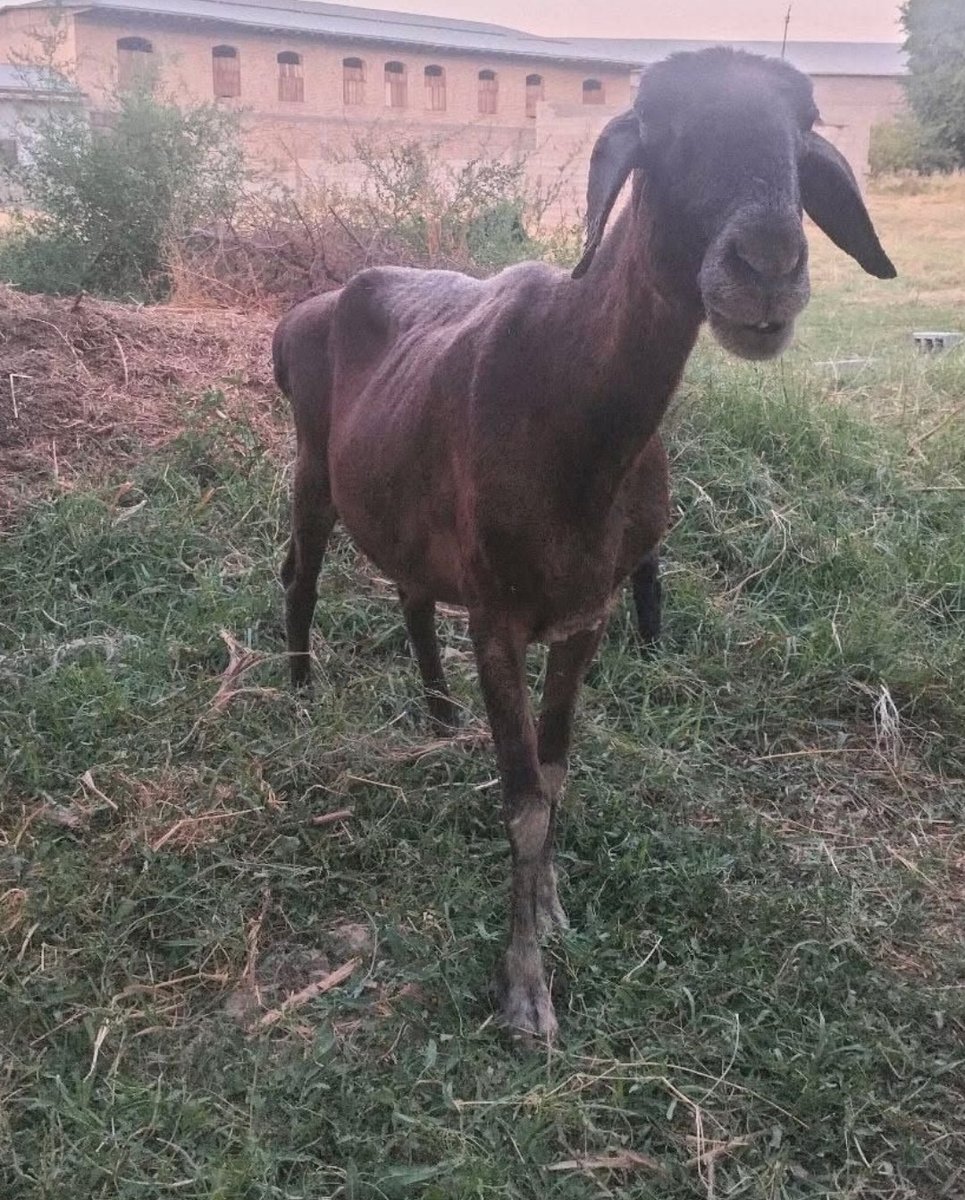 Sotiladi 2 lasi ham. Qornida bolasi ham bor. 2 lasini — O'zbekiston