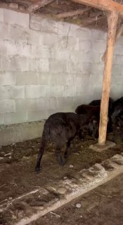 Shu qo’zilar sotiladi — Andijon viloyati Izboskan tumani