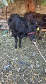 Buqacha sotaldi toshkenda yep ichshlar yaxsh 17000.000 kam… — Toshkent
