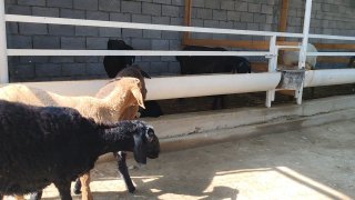 NAMANGANDA ZOTI TOZA XSORI QO'YLAR KELDI 🐑✨ — Namangan