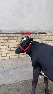 Chorni Piyostra Xunajin — Andijonda