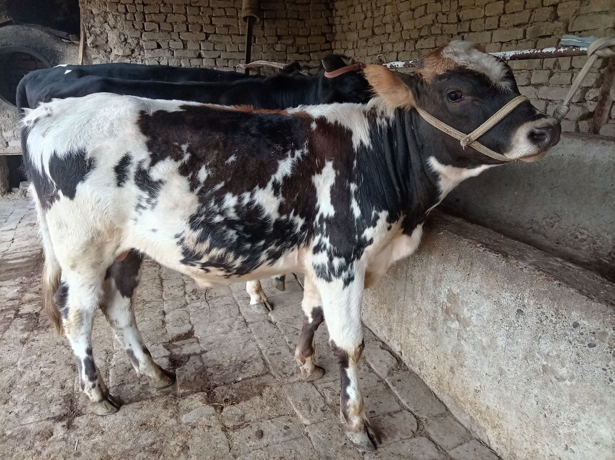 Dehqondan shu mollar sotiladi — Asaka Marqayuz